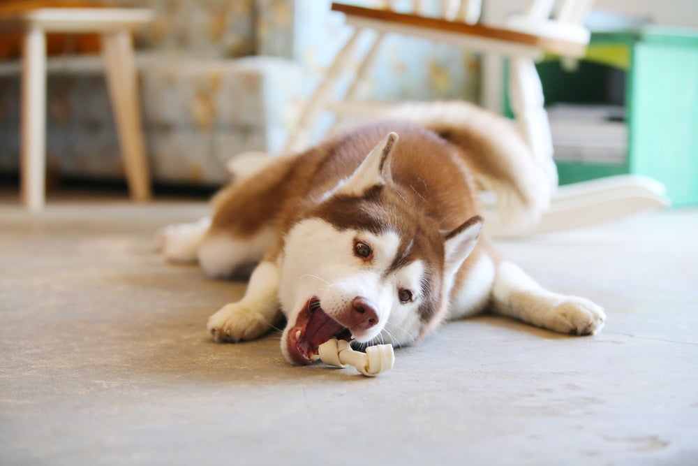 A composição do osso de couro para cachorro traz diversos prejuízos para a saúde do animal