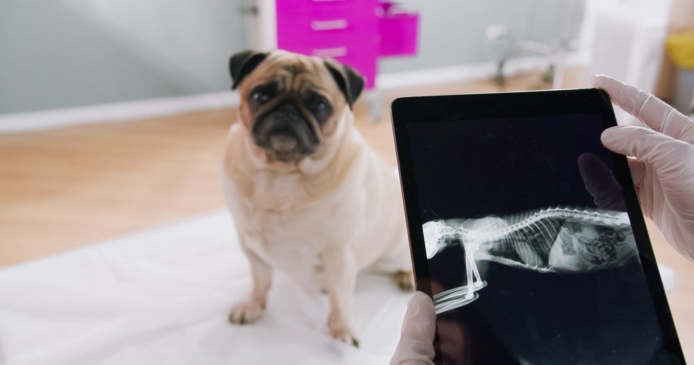 Ossos do cachorro: a radiografia é um dos principais exames pedidos para animais com doenças ósseas.