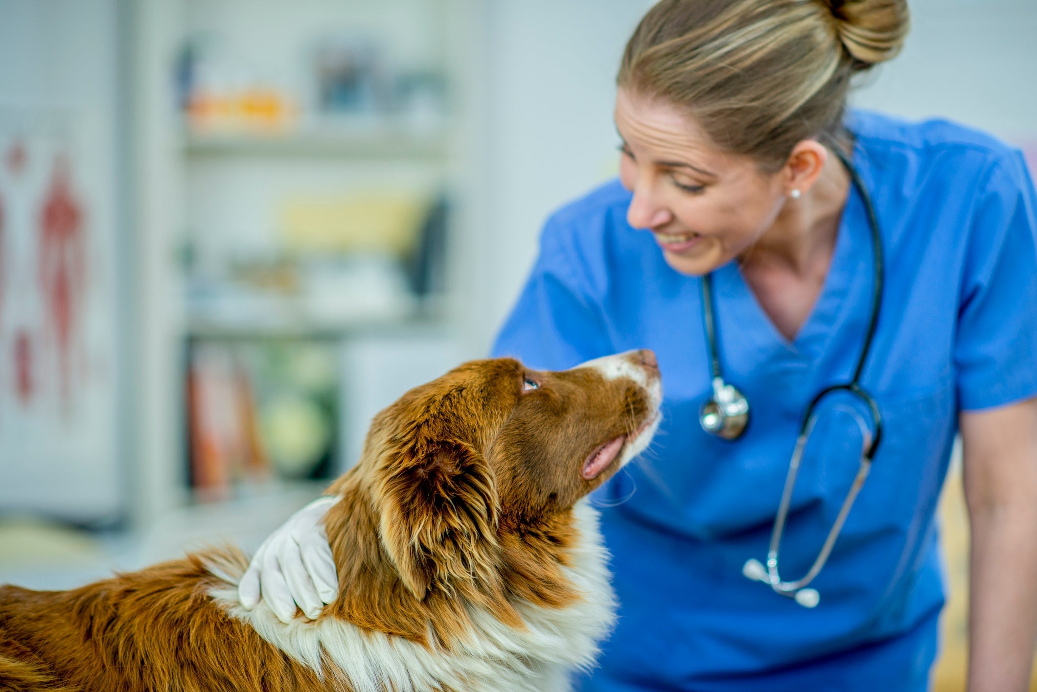 Osteossarcoma em cães: a cirugia é o tratamento mais recomendado para a doença