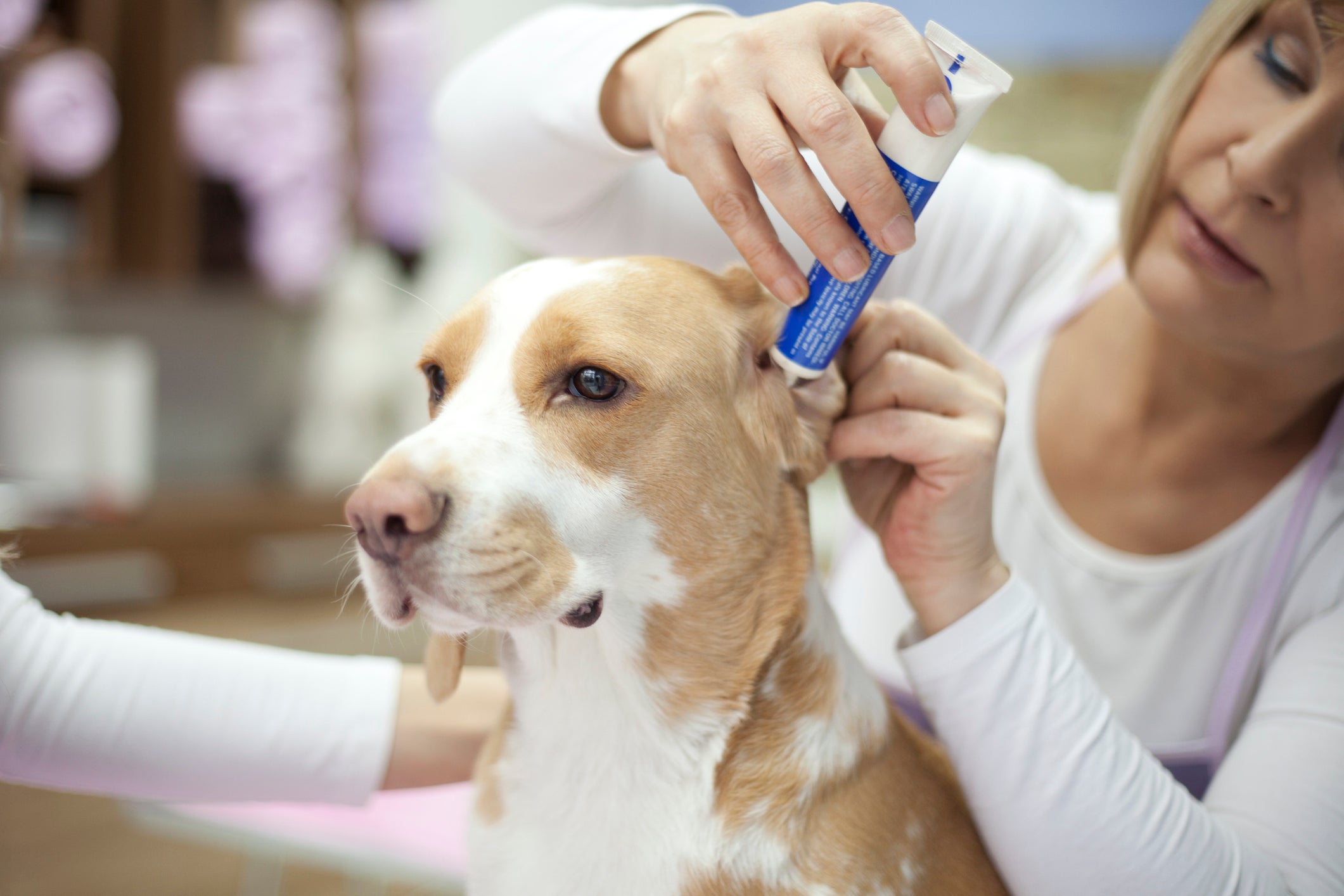 Para prevenir a otite canina, é recomendável limpar a orelha do cachorro regularmente