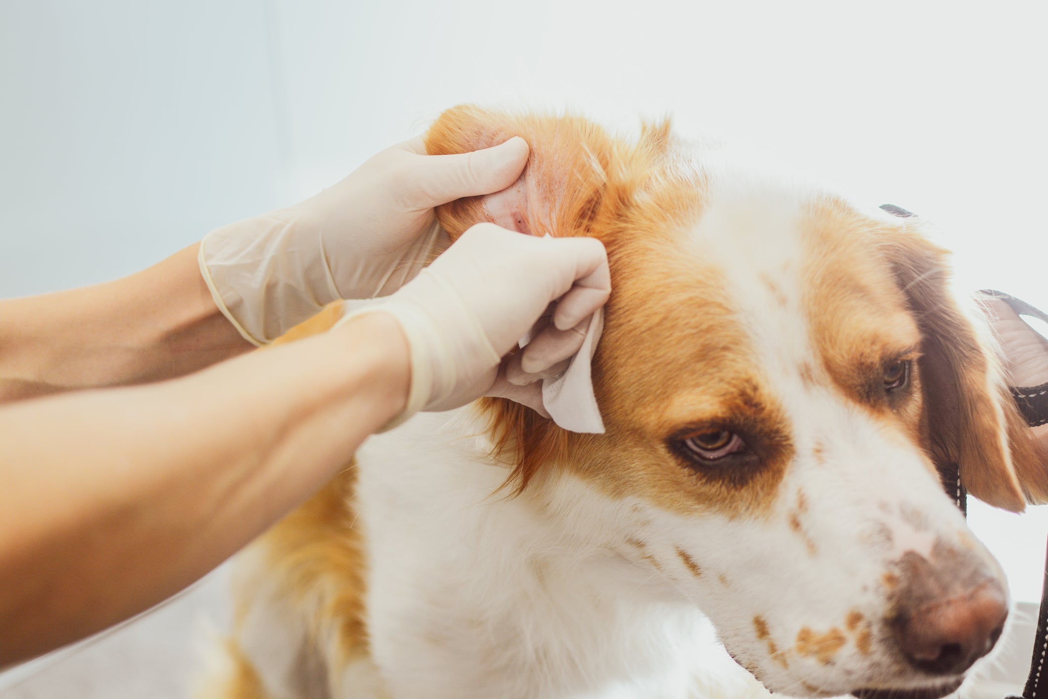 Otite canina: é essencial manter o ouvido do seu cachorro sempre limpo