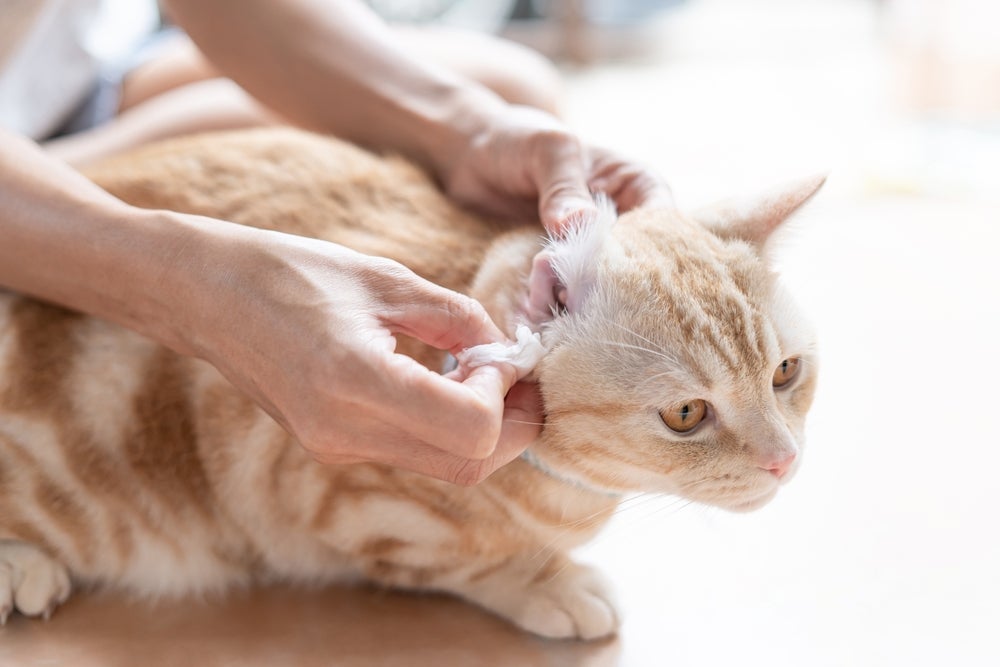 Otite em gatos: sintomas incluem cera com coloração escura na entrada do ouvido e cheiro forte.