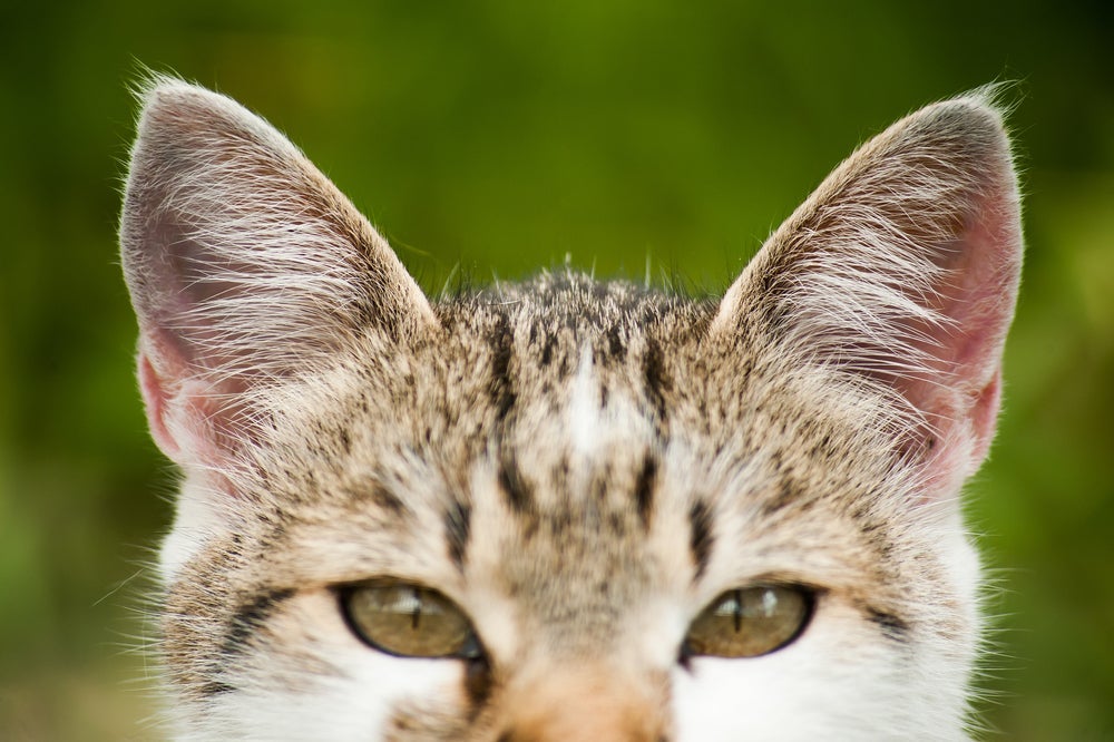 Os sintomas de otite em gatos incluem a presença de cera escura na entrada do canal auditivo