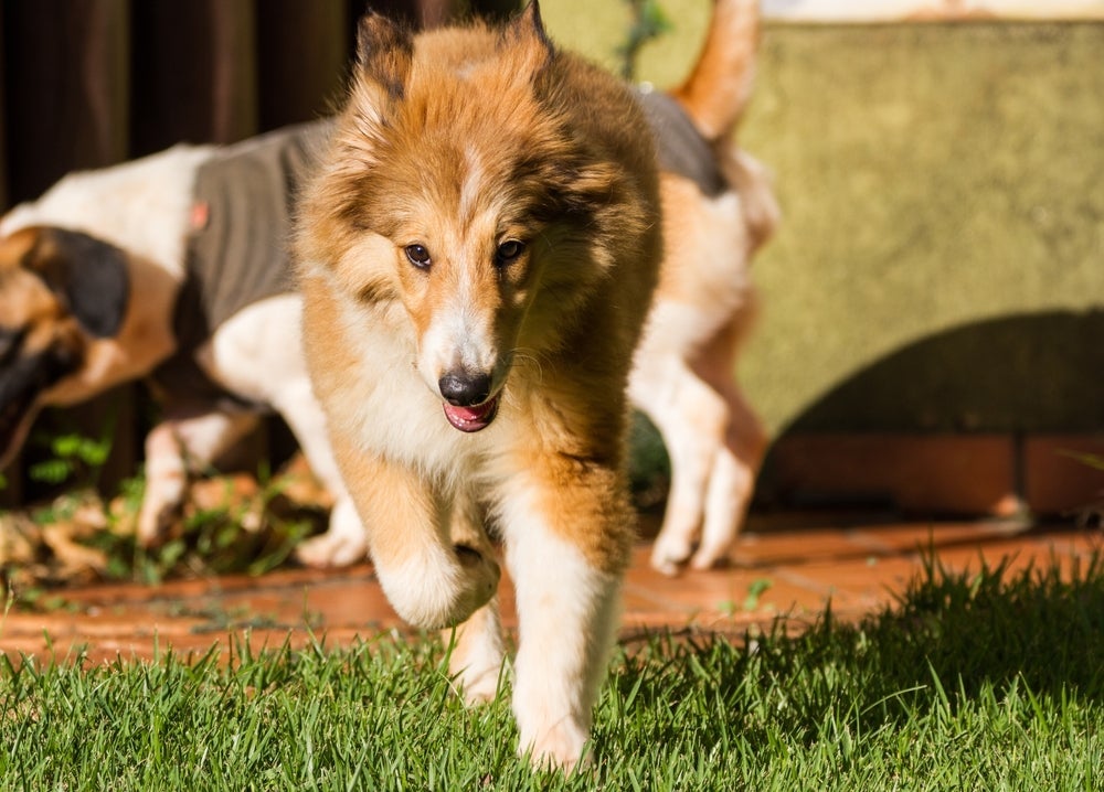O Ovelheiro gaúcho é um cachorro brasileiro típico para trabalhar no pastoreio