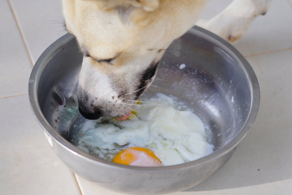 Ao oferecer ovo para o cachorro, é fundamental seguir alguns cuidados para garantir a segurança do animal