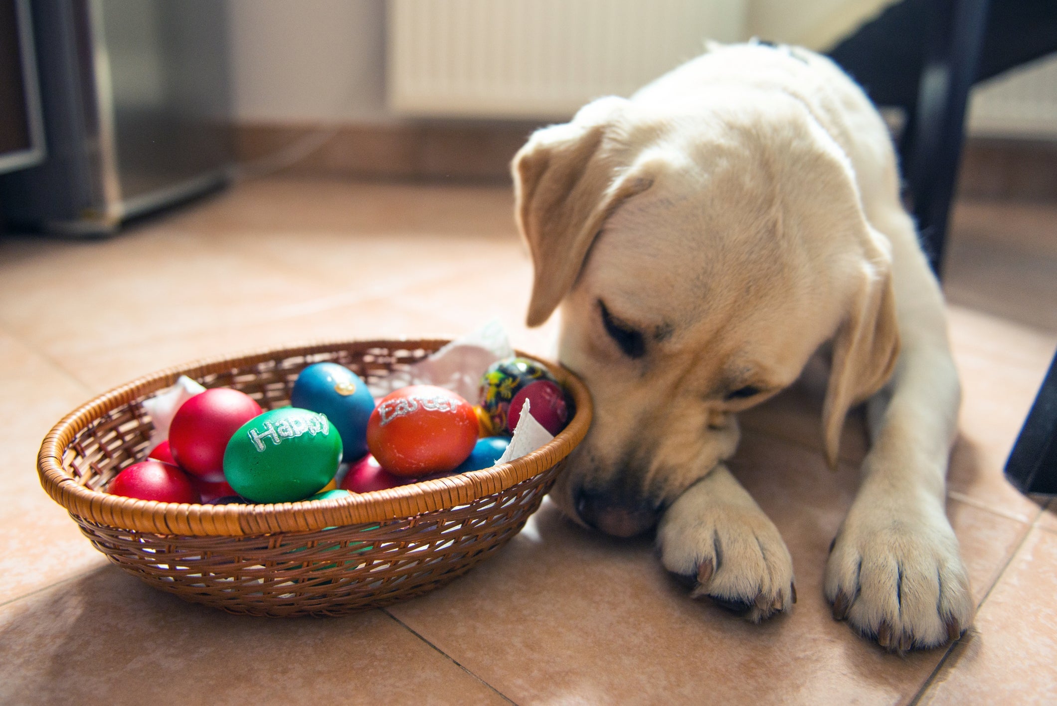 O ovo de páscoa para cachorro de alfarroba é a melhor alternativa