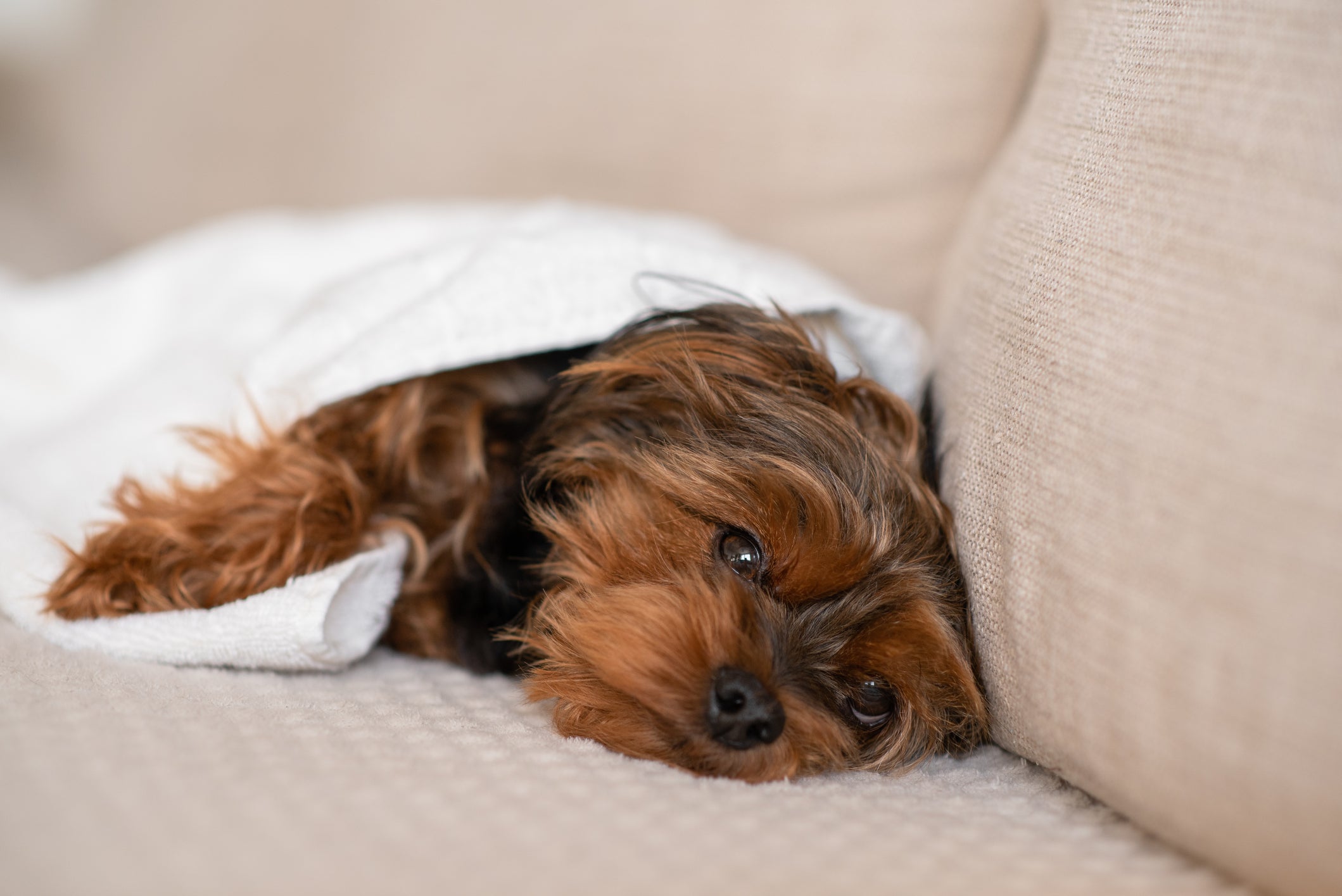 A pancreatite em cachorro provoca febre, perda de apetite, vômitos, diarreia e indisposição 