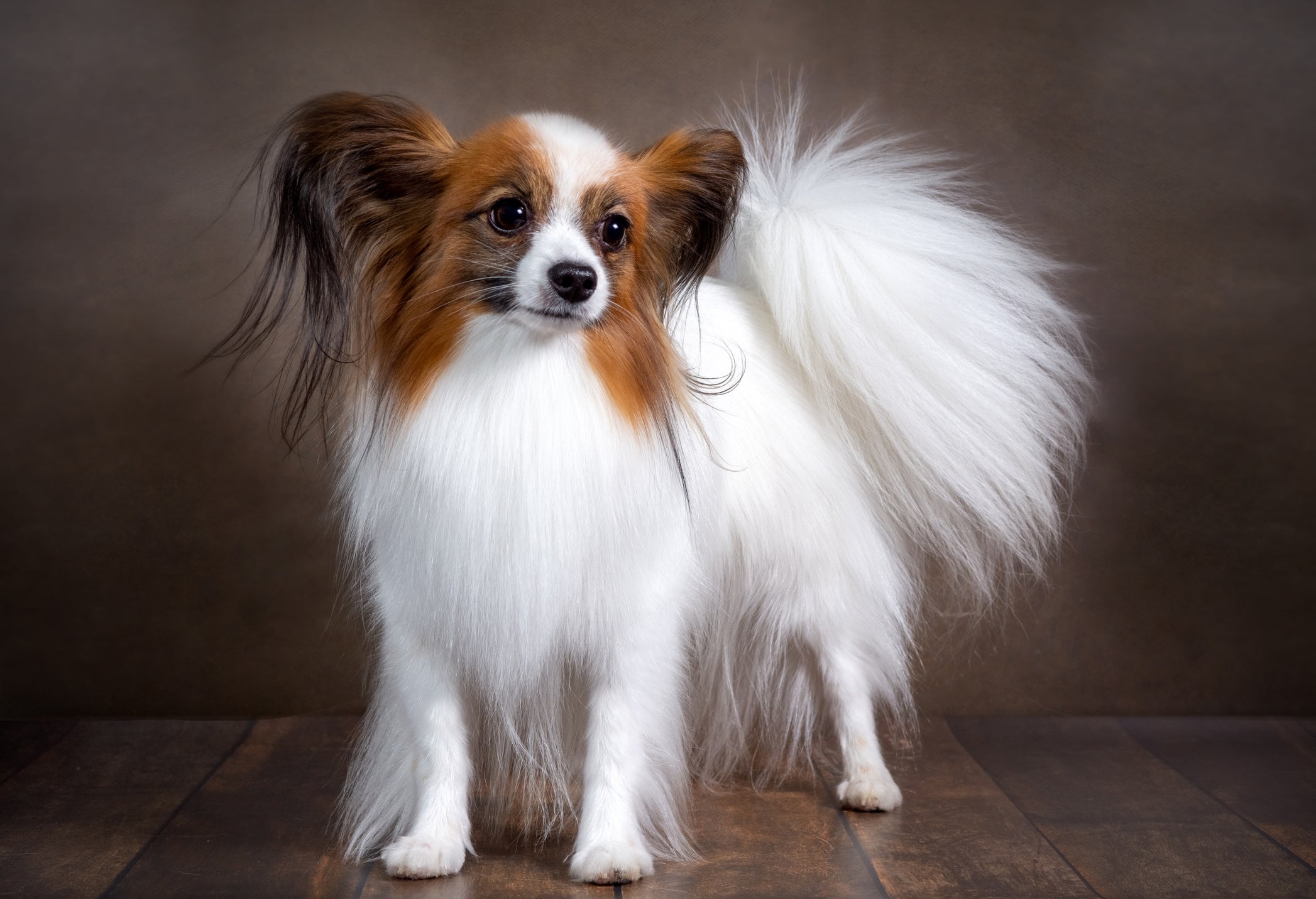 A raça Papillon é muito tranquila de se conviver e o cãozinho é uma ótima companhia para apartamentos