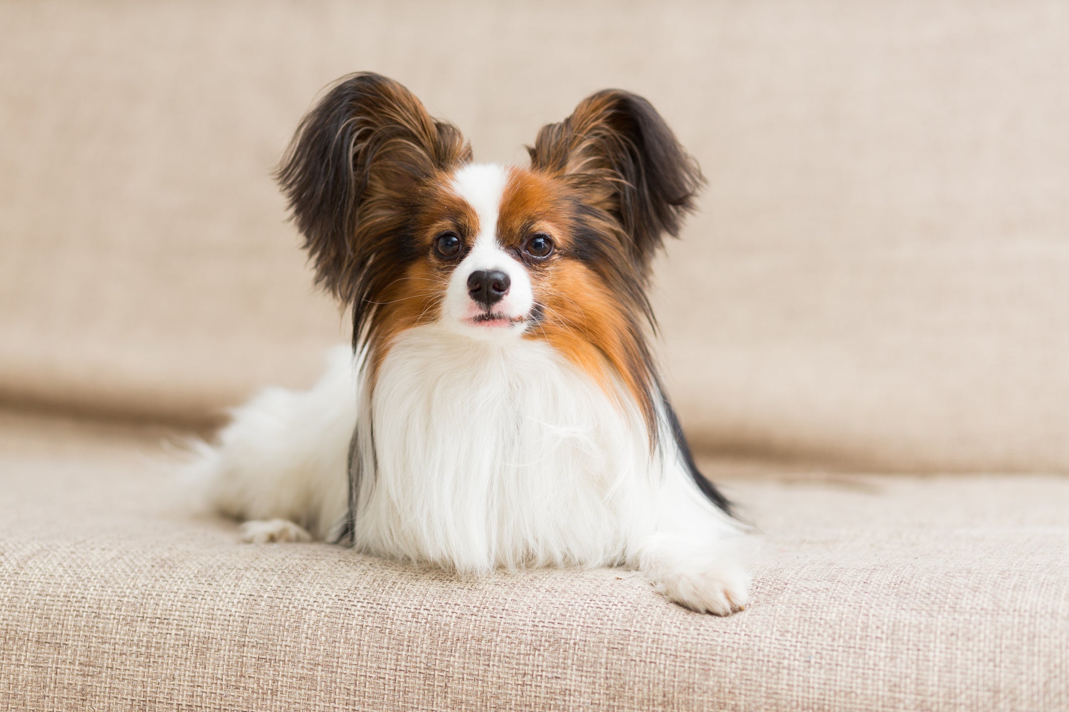 A raça Papillon é uma das mais inteligentes entre os cachorros de pequeno porte
