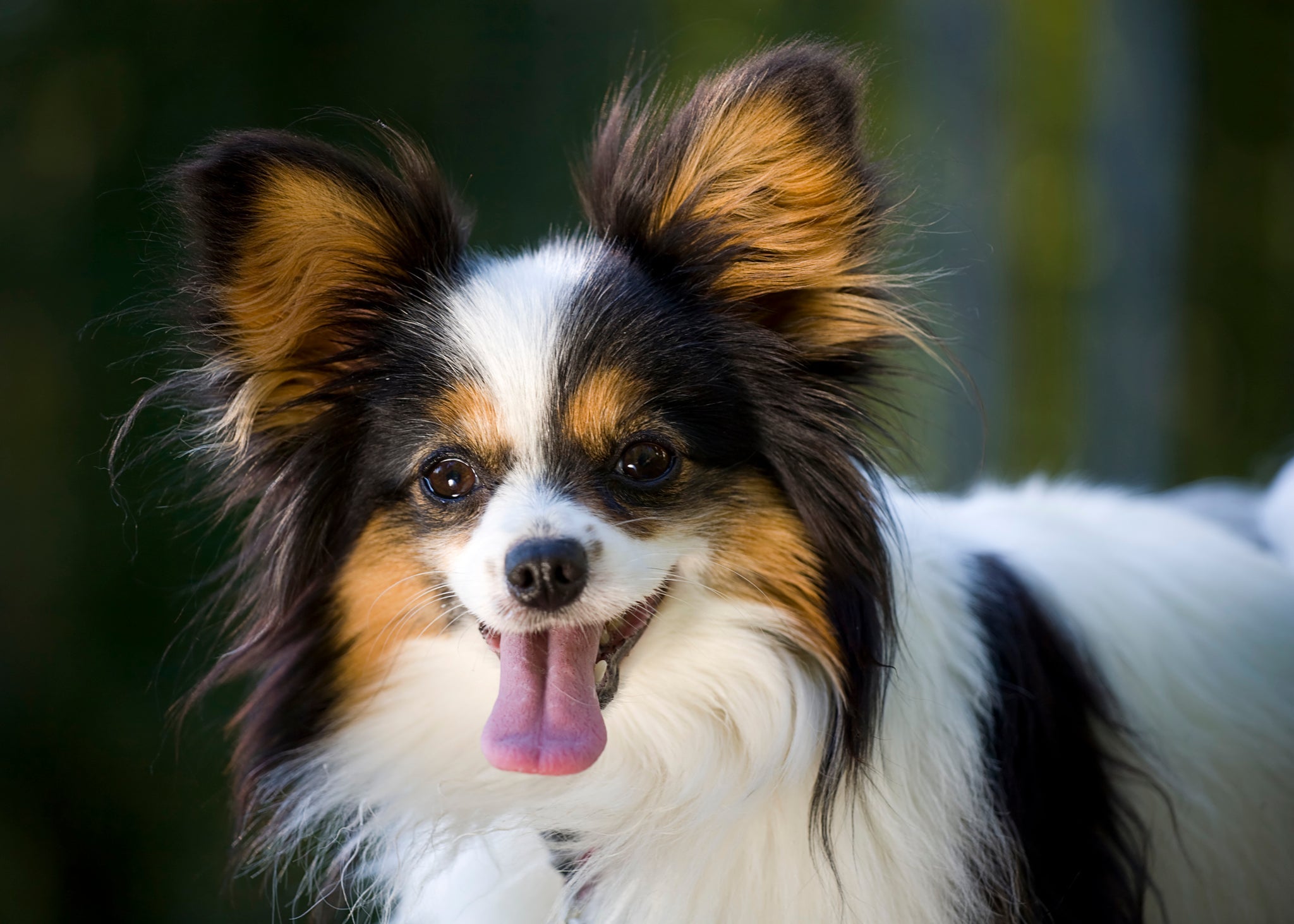 O cachorro Papillon tem expectativa de vida de mais de 16 anos!