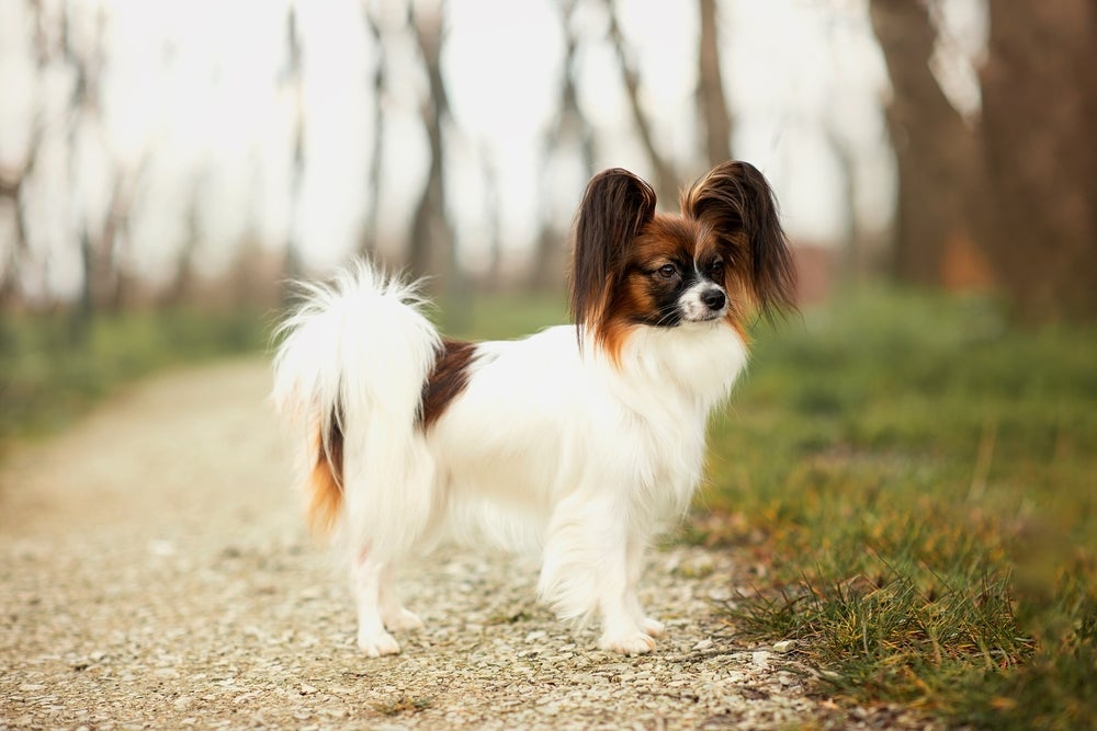 As raças de cachorro mais inteligentes incluem o Papillon na 8ª posição