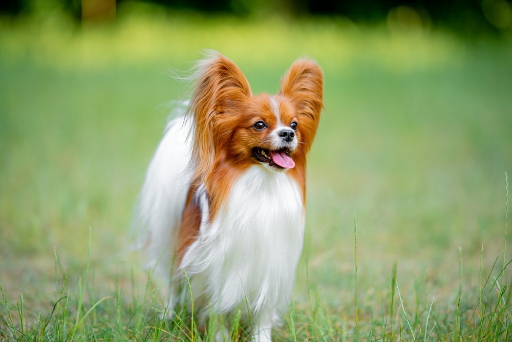 O cachorro Papillon é pequeno, mas muito inteligente