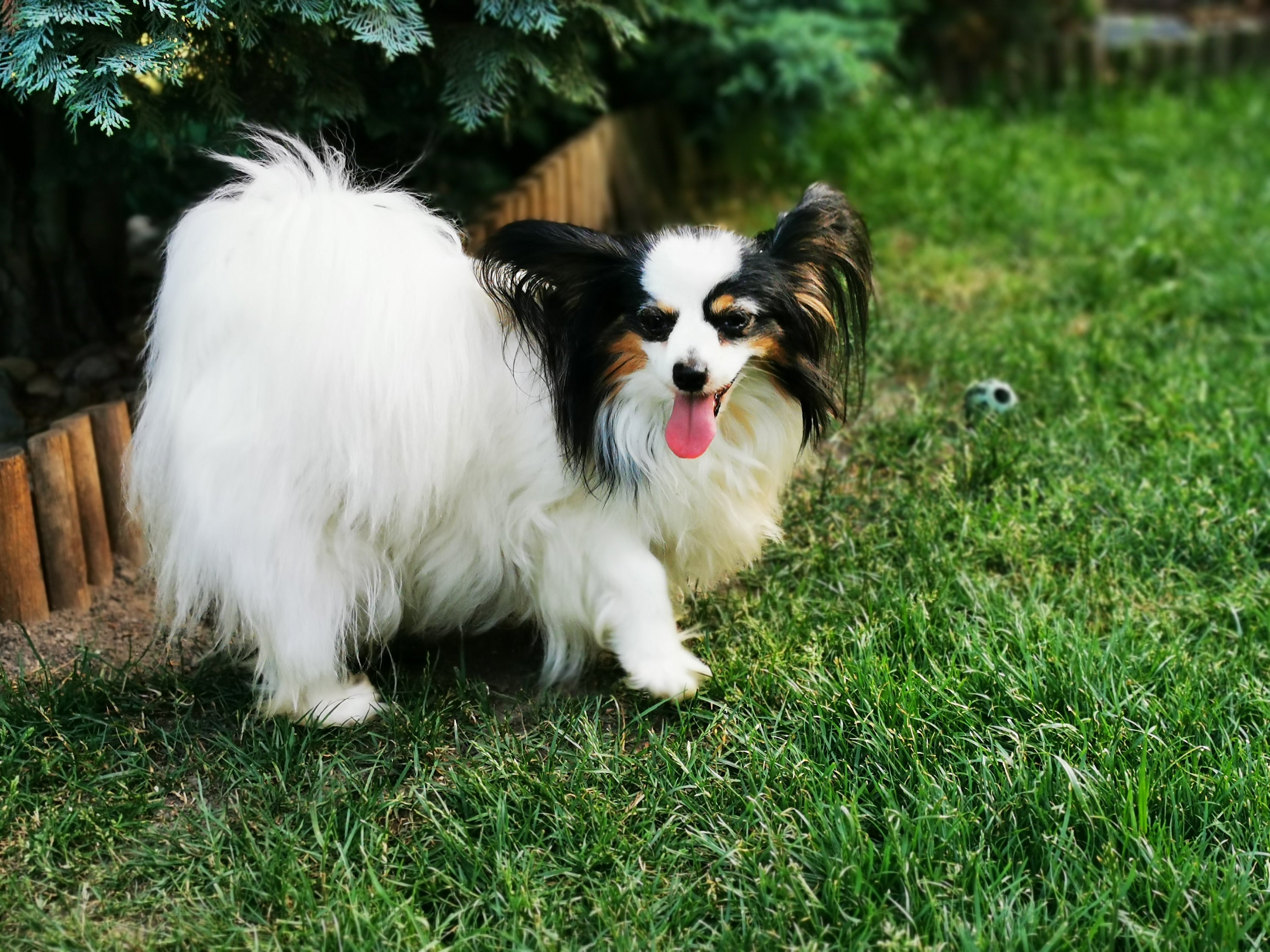 O Papillon é uma raça de cachorro pequeno que se dá bem no agility
