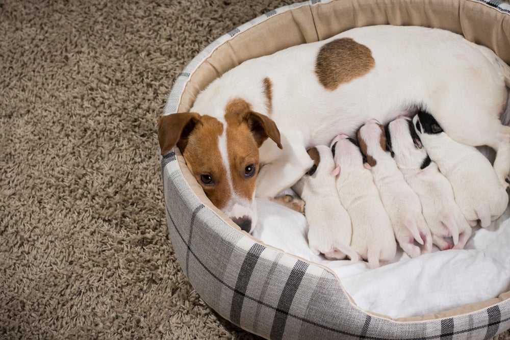 A papinha de cachorro só pode ser oferecida após a amamentação