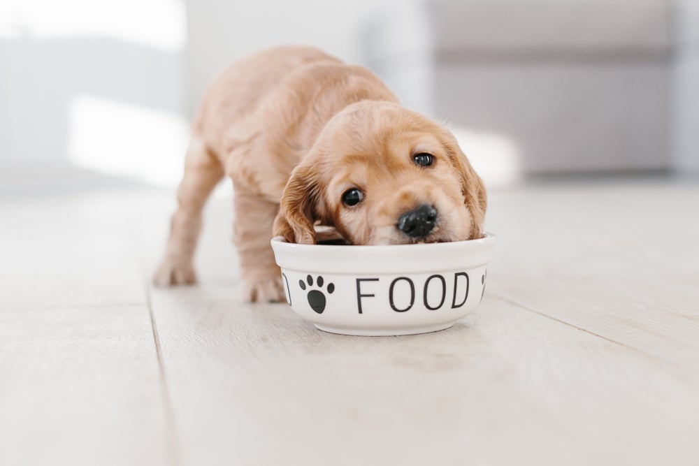 Papinha para cachorro filhote é uma ótima maneira de fazer a transição alimentar