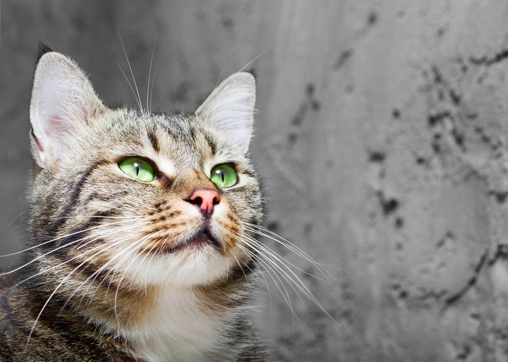 Às vezes o bigode de gato cai durante a troca de pelos, mas logo nasce de novo