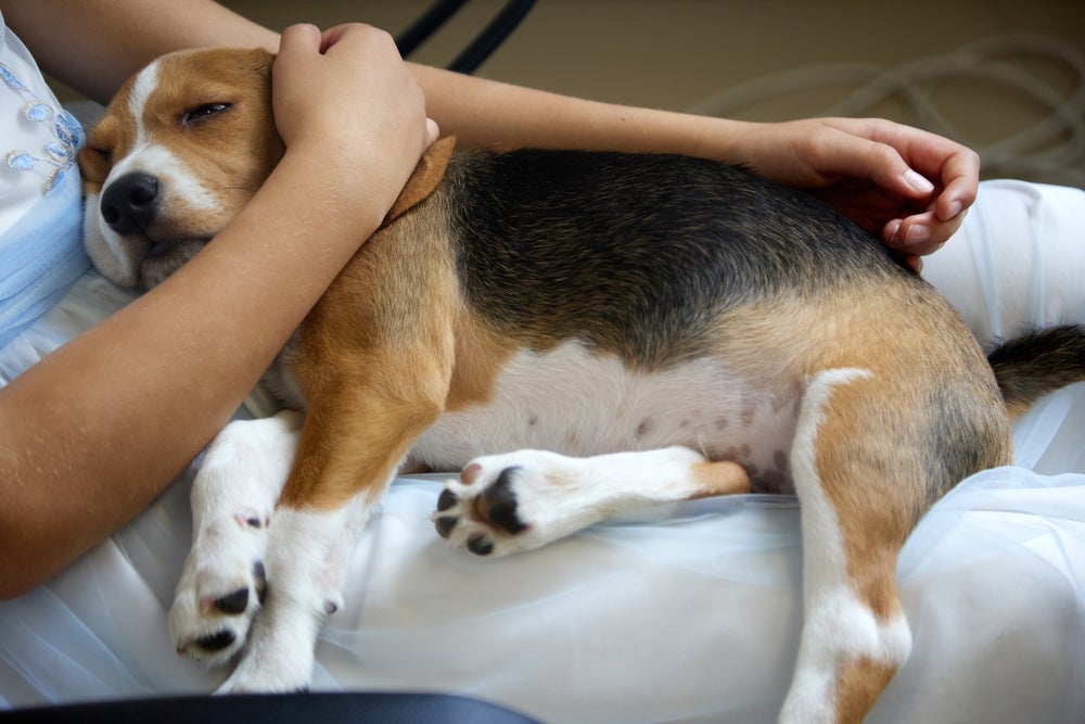Paracetamol para cachorro: medicamento pode causar sérias intoxicações