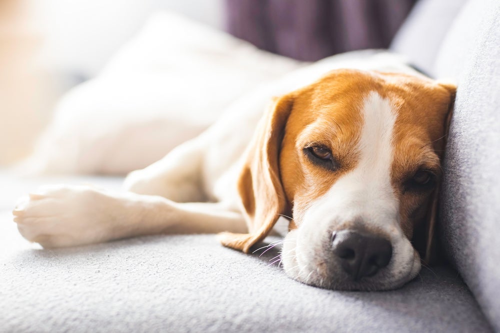 A parada cardíaca em cachorro (ou cardiorrespiratória) pode ser provocada por vários fatores