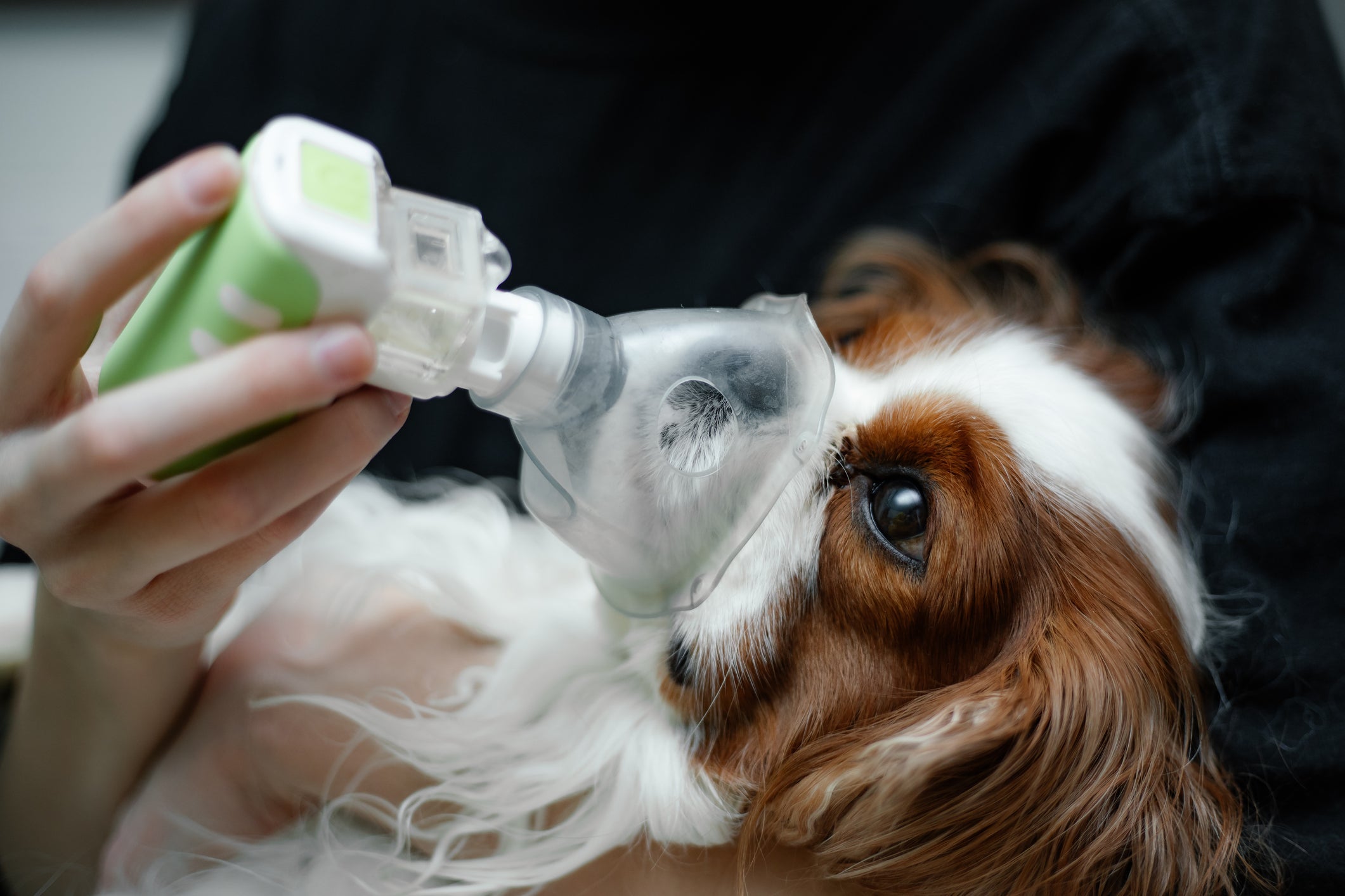 Fazer nebulização no cachorro ajuda no tratamento de tosses leves