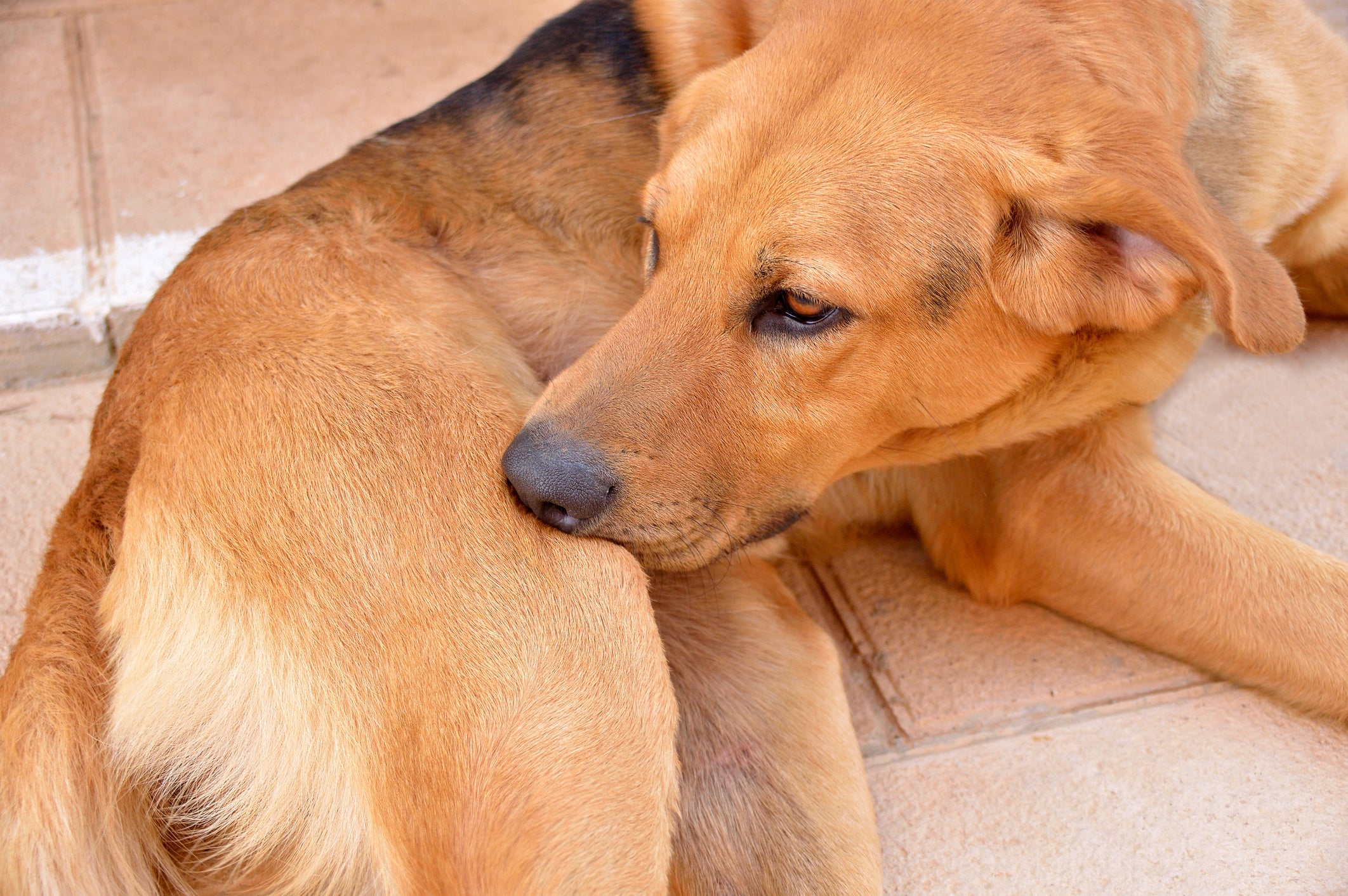 A febre do carrapato ou febre maculosa em cães tem como um dos sintomas o aumento da temperatura animal