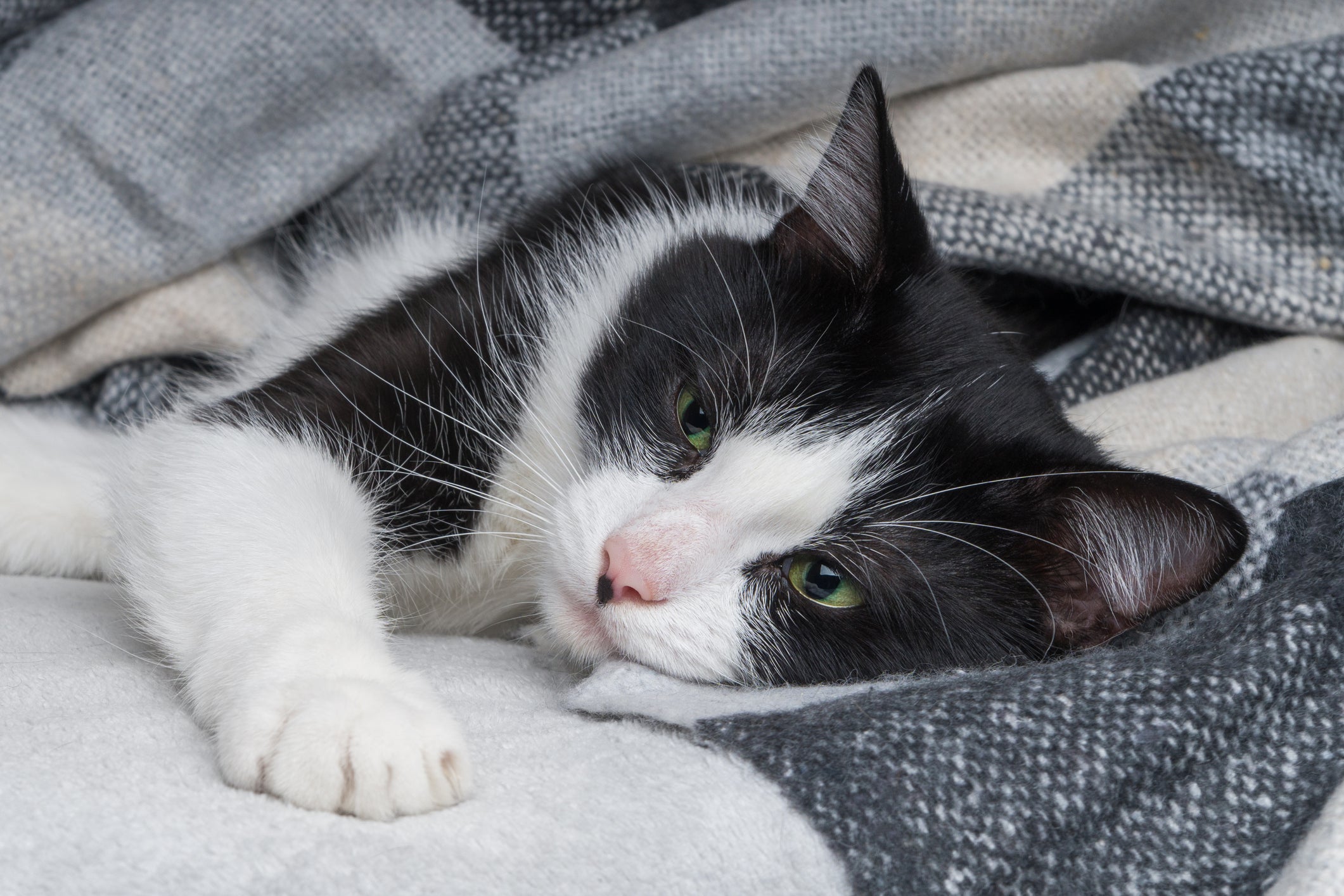 Os parasitas em gatos podem causar muitos problemas à saúde e bem-estar do bichano
