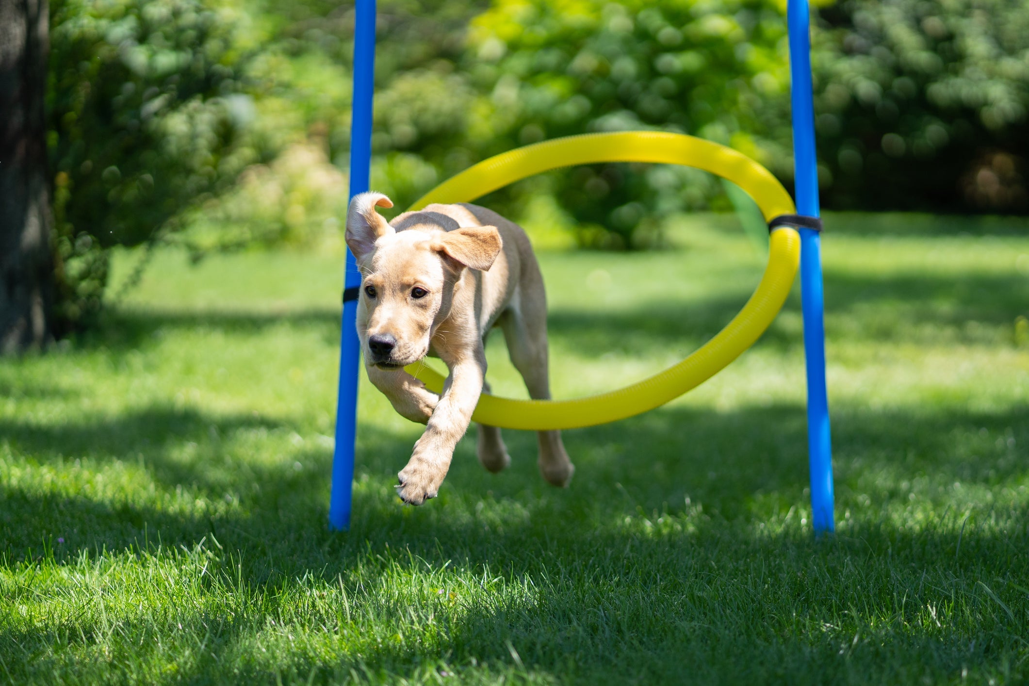 O cachorródromo conta com diferentes brinquedos, como túneis, pneus, rampas e circuitos