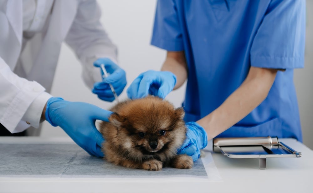 A parvovirose canina pode ser prevenida com a vacina V8 ou V10