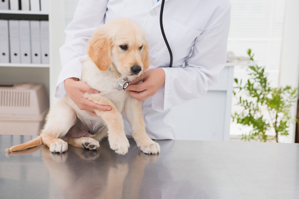 A parvovirose canina pode matar o seu animal. A qualquer sinal, leve ele ao veterinário imediatamente.