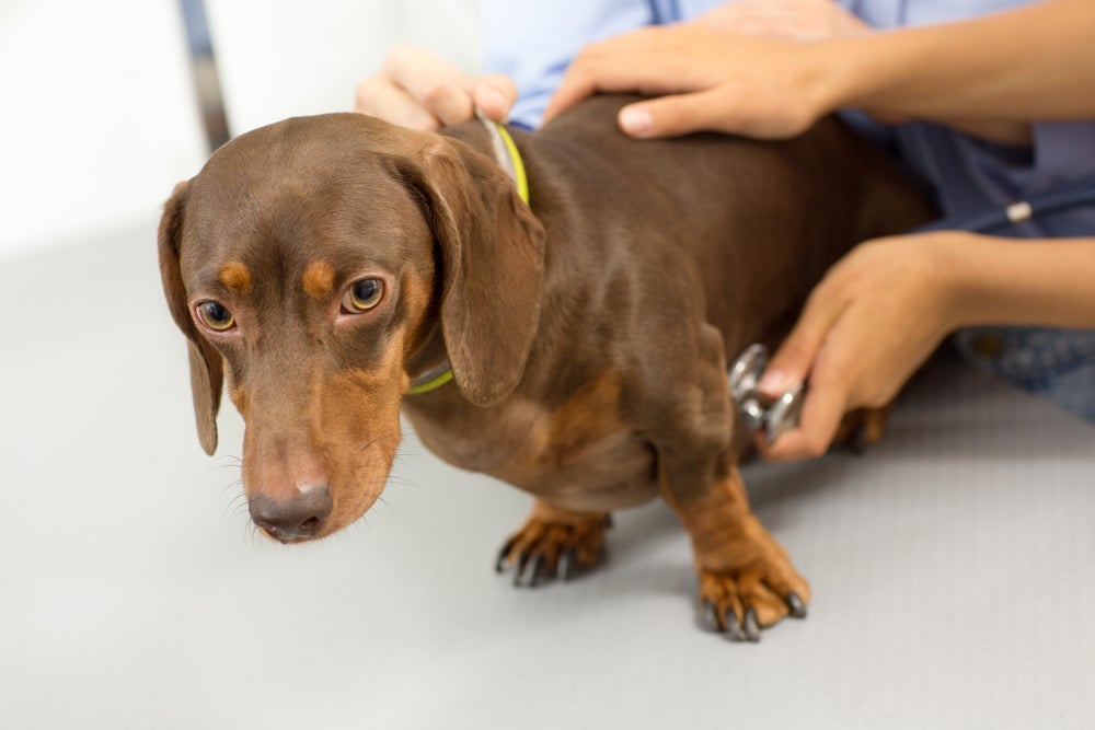 Os sintomas da parvovirose canina incluem vômito, diarreia com sangue, febre e desidratação