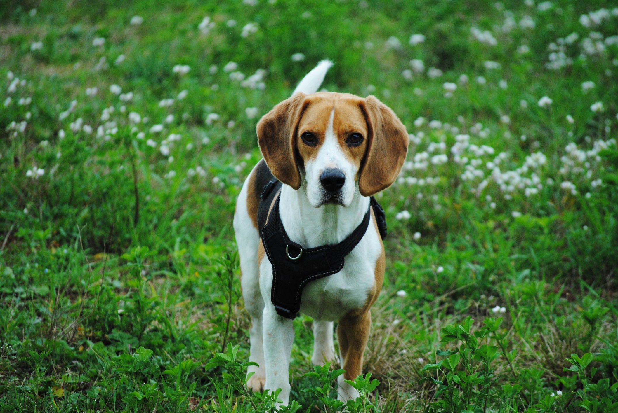 A coleira para cachorro que puxa muito deve conter uma fivela