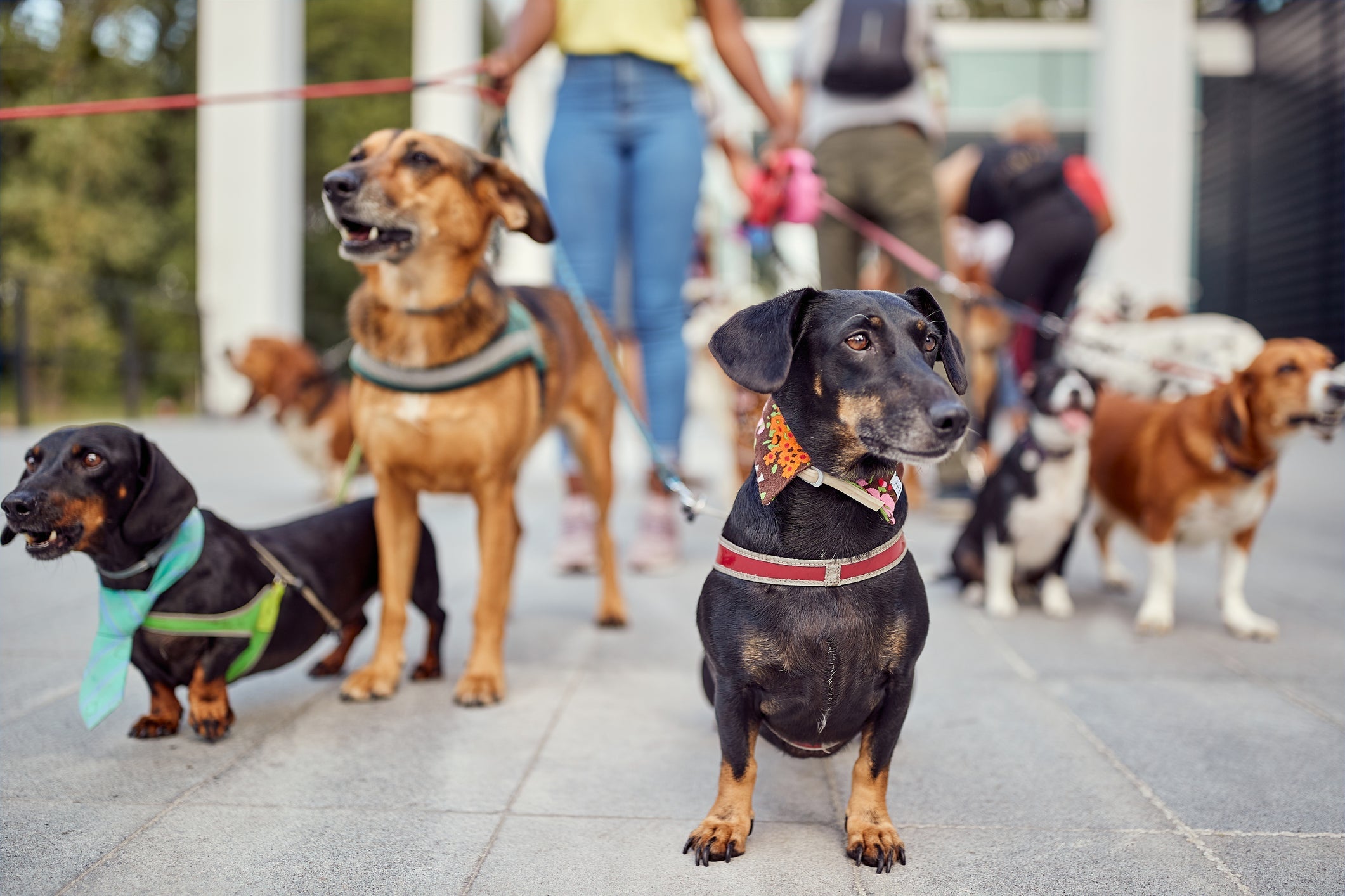 O passeador de cachorro é uma solução para quem não tem tempo de levar o pet para caminhadas diárias