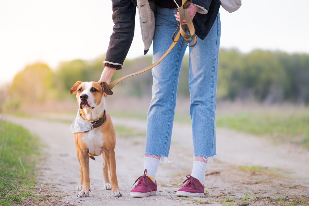 Passear com cachorro bravo não precisa ser uma experiência traumática