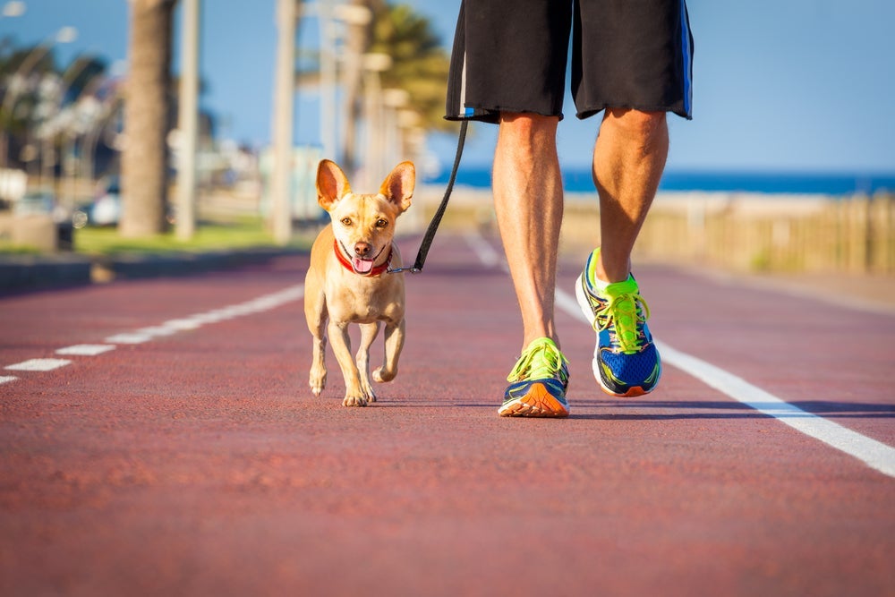 Uma forma de como passear com cachorro filhote é treinando-o para ficar ao seu lado