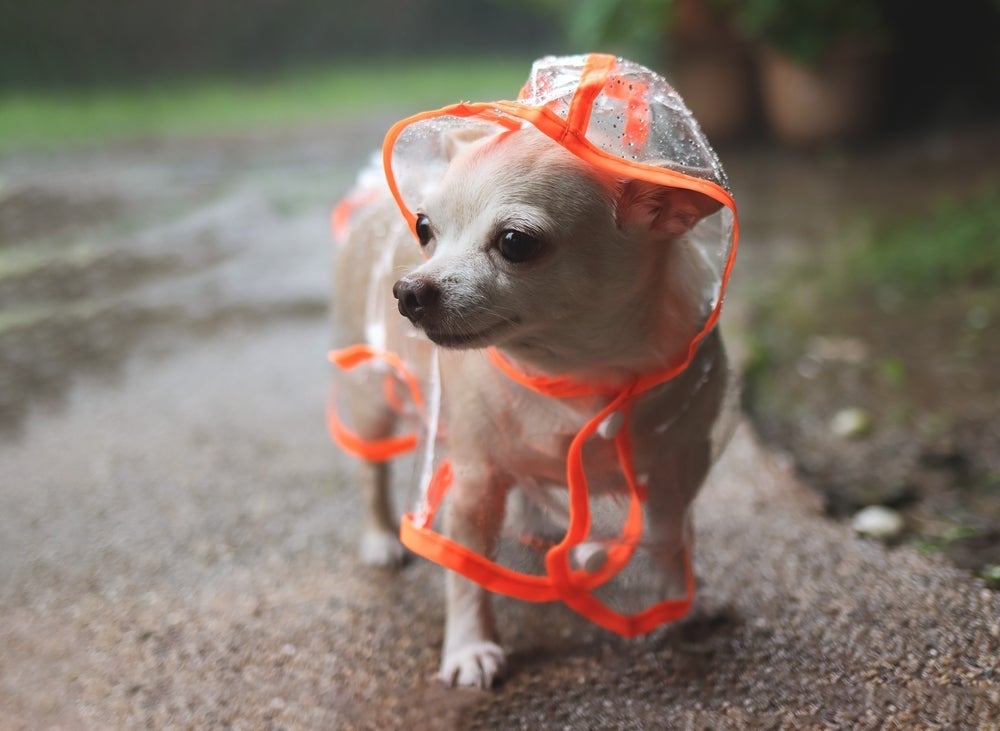 A capa de chuva para cachorro é indispensável nos passeios