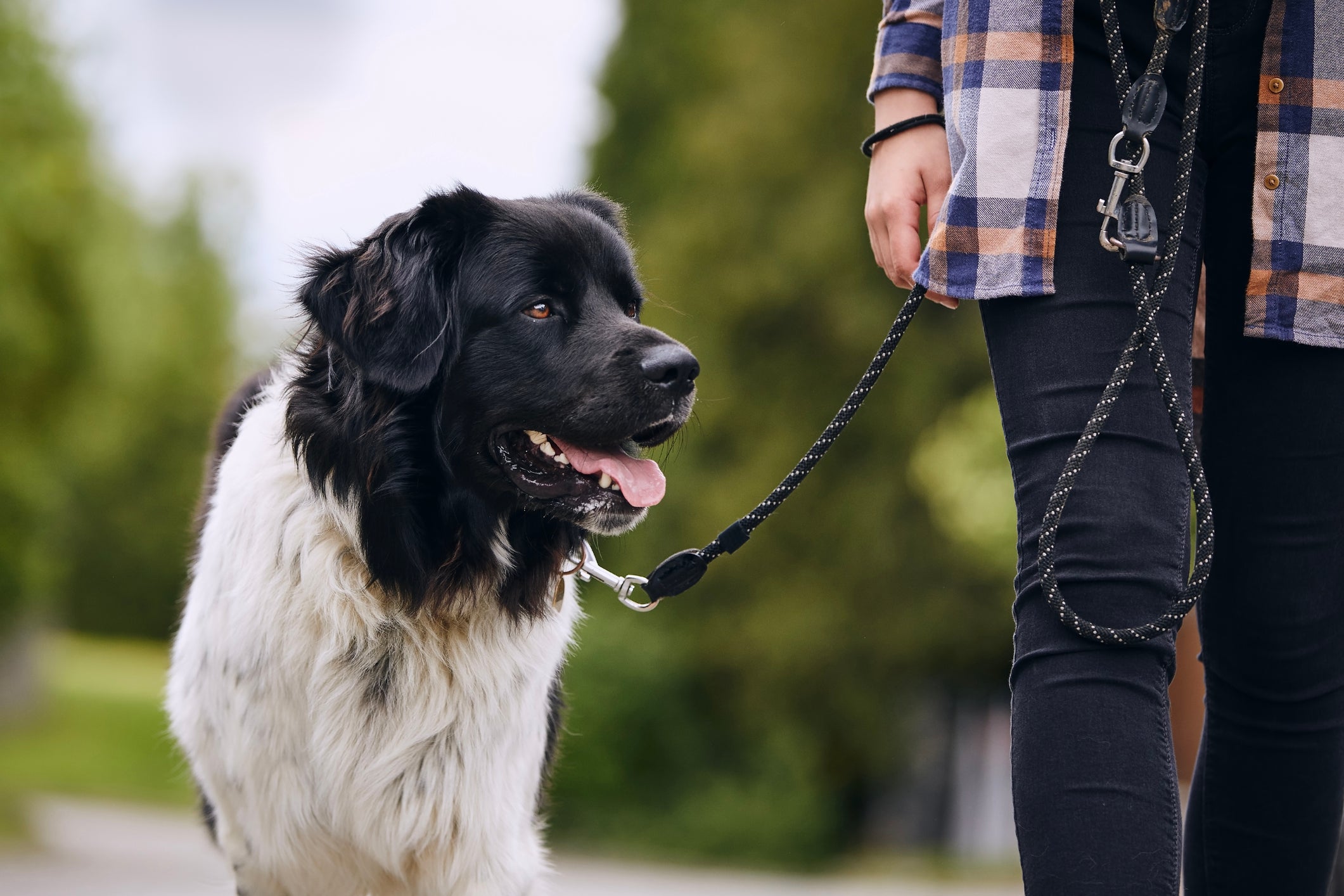 Quem tem um cão de apoio emocional se sente mais confiante e confortável em fazer atividades diárias