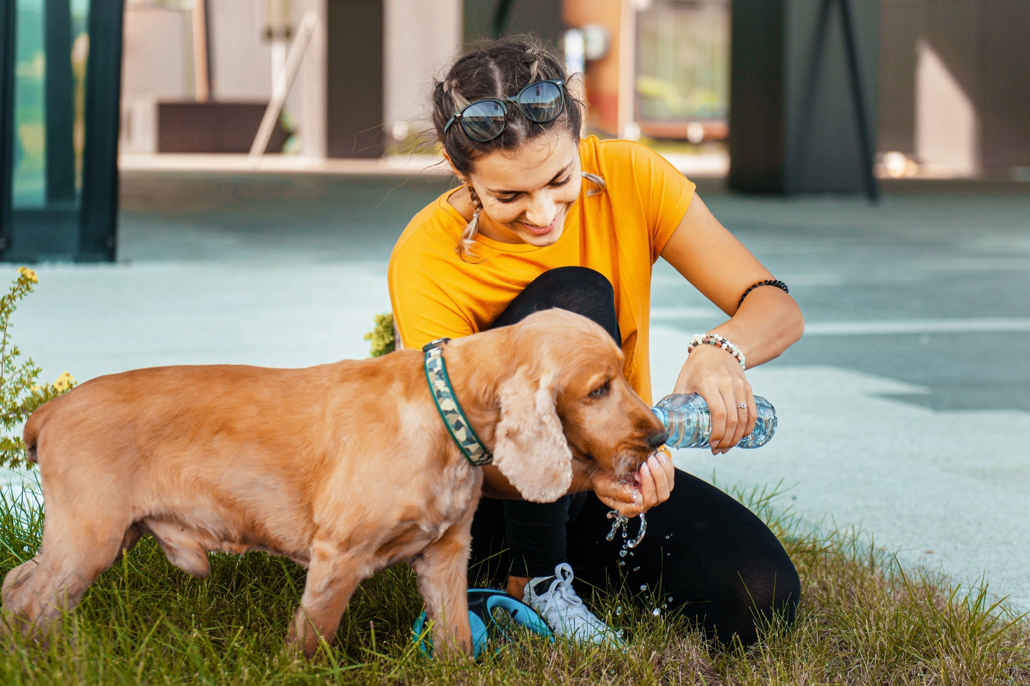 Na hora de passear com cachorro, é importante ter sempre em mãos uma garrafinha de água para aliviar a sede do seu pet