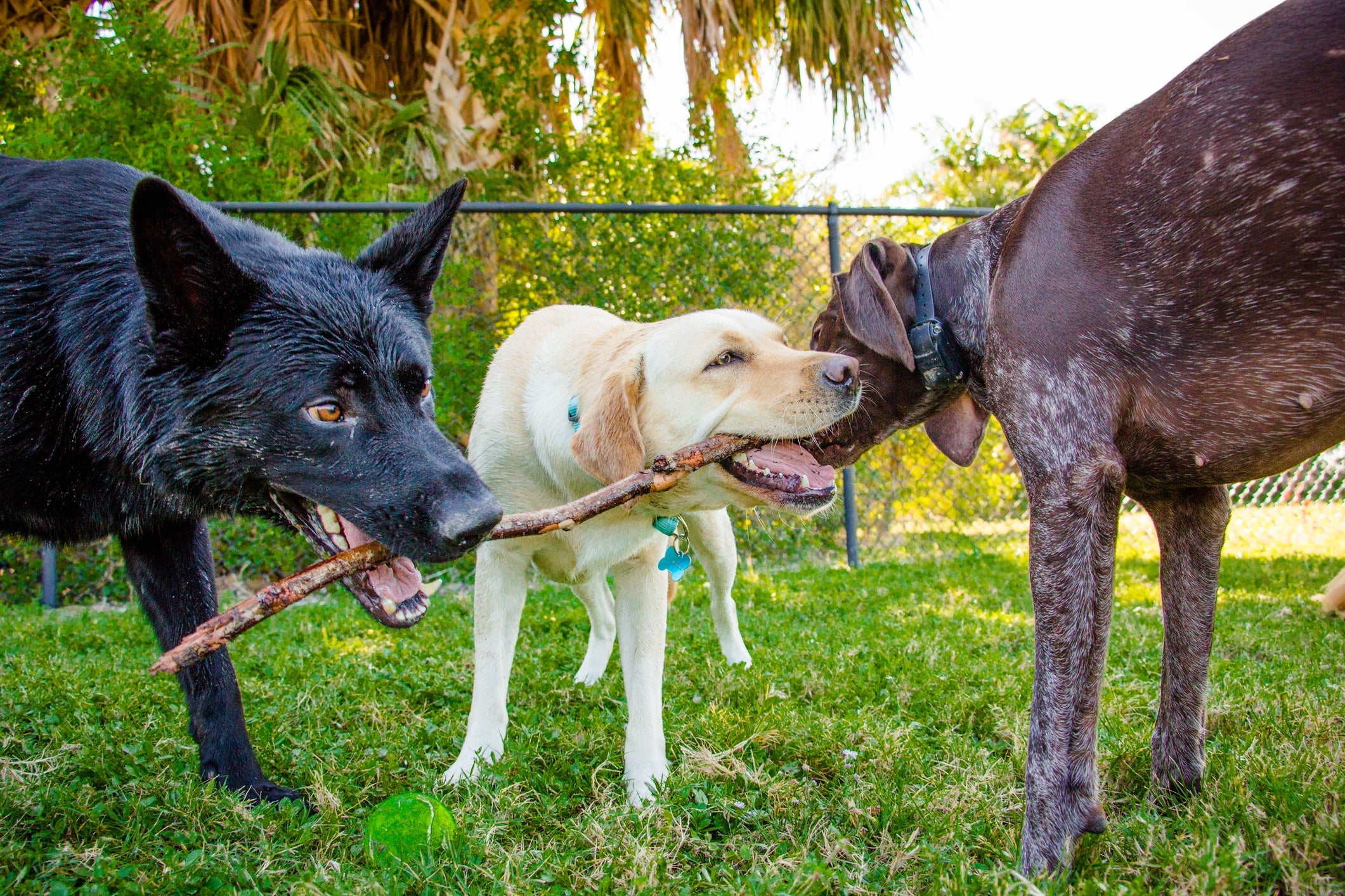 Parque de cachorro é o lugar perfeito para o seu cãozinho brincar, socializar e gastar energia