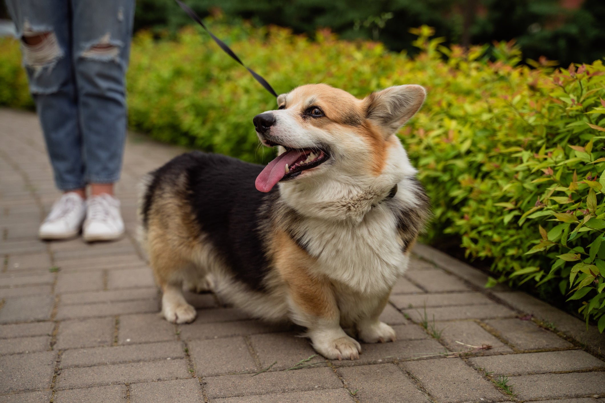 Passear com cachorro previne diversos problemas de saúde