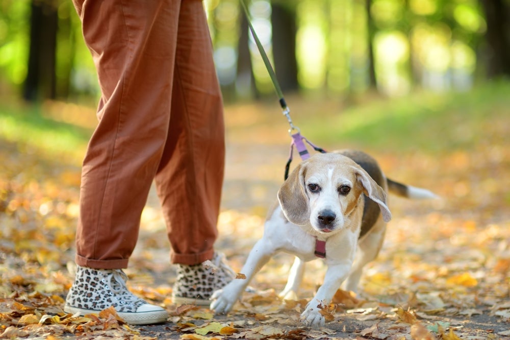 Passear com cachorro que puxa a guia não é o ideal, por isso é importante corrigir