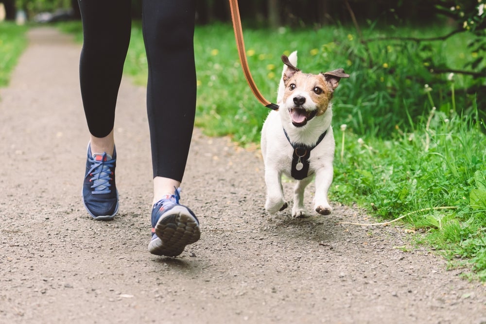 Passear com cachorro é essencial para a manutenção da saúde física e mental do animal