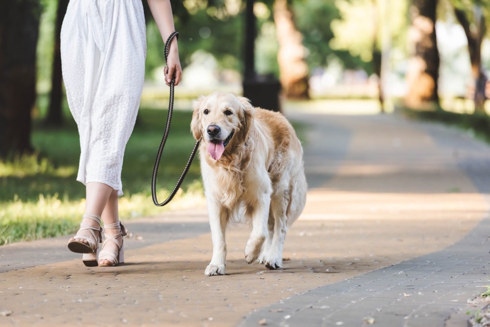 Passear com cachorro idoso é algo que deve fazer parte da rotina, mas sem ultrapassar o limite de 20 minutos de duração