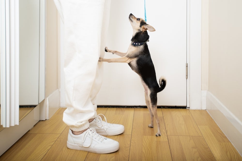 Para passear com cachorro, certifique-se de que o animal está calmo antes de sair para a rua