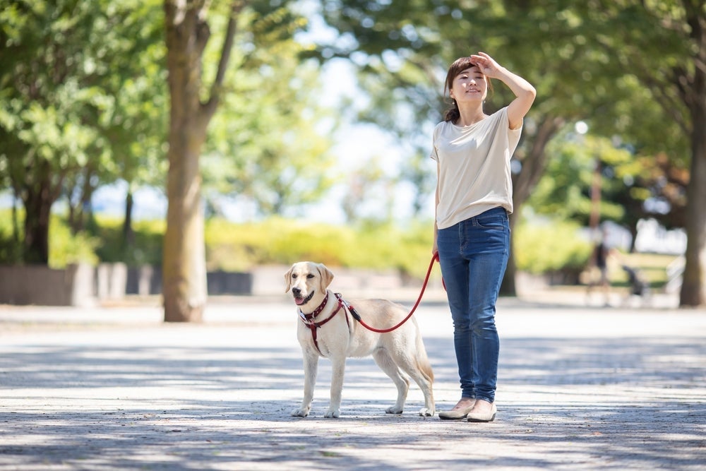 Com a coleira peitoral, cachorro não corre o risco de tomar as rédeas do passeio