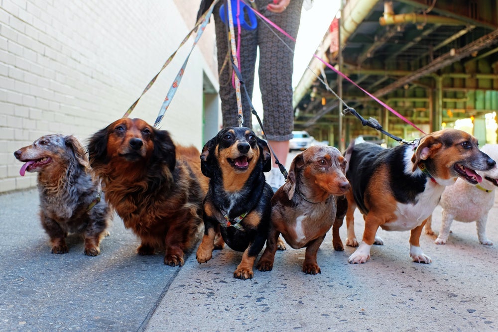 Passear com cachorro por pelo menos 30 minutos por dia pode afastar doenças
