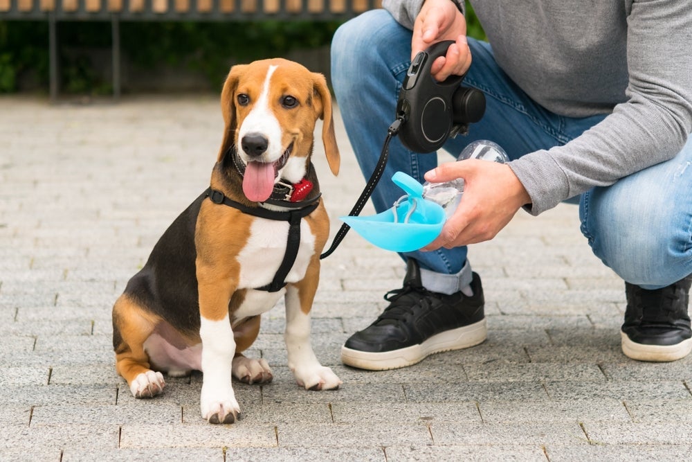 Passear com cachorro também deve ser um momento de descontração, então aproveite com seu amigo!