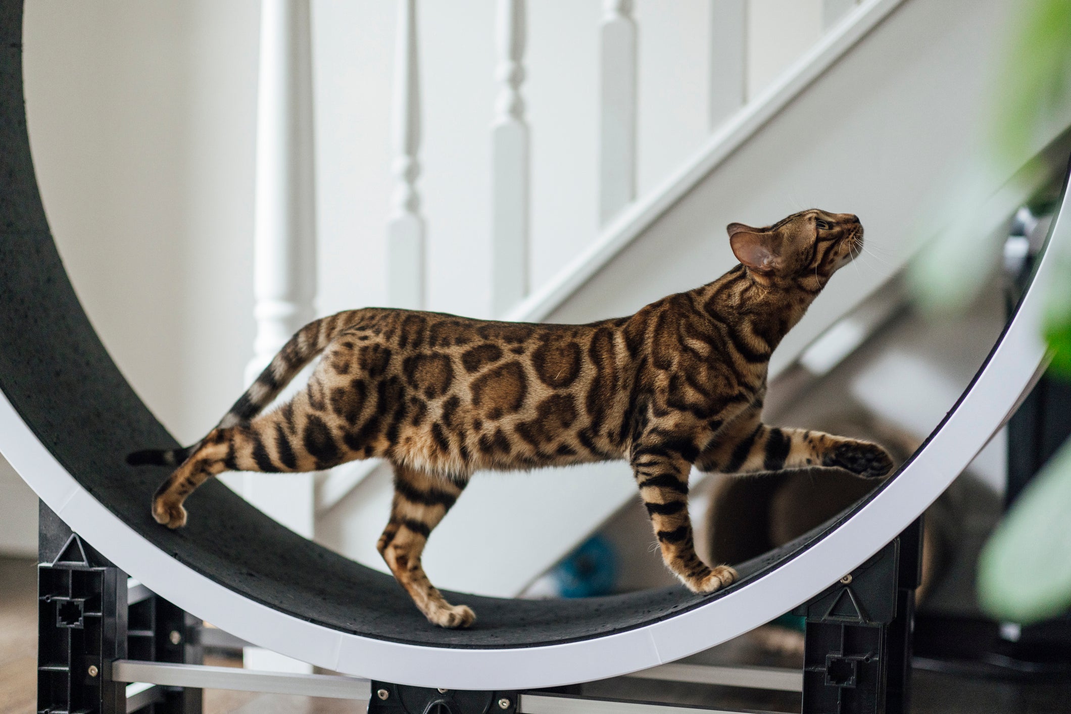 O Bengal é um gatinho super ativo e sociável que se destaca pela sua pelagem incomum