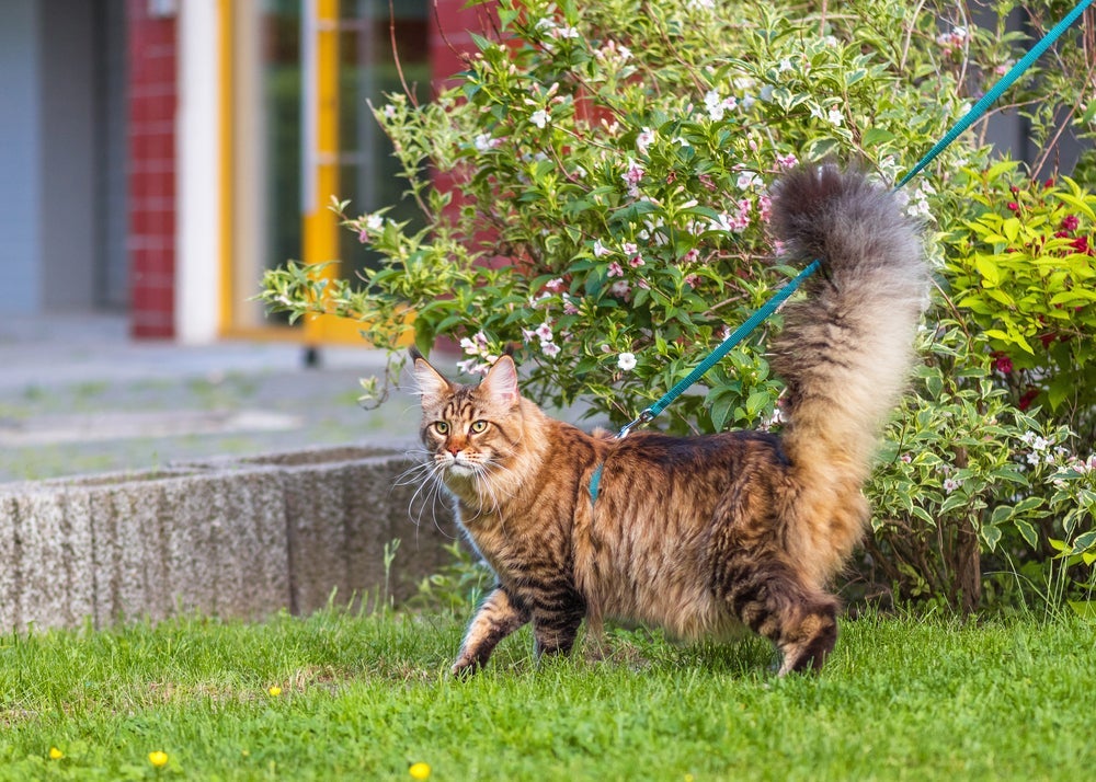 O Maine Coon é um gato gigante cheio de energia