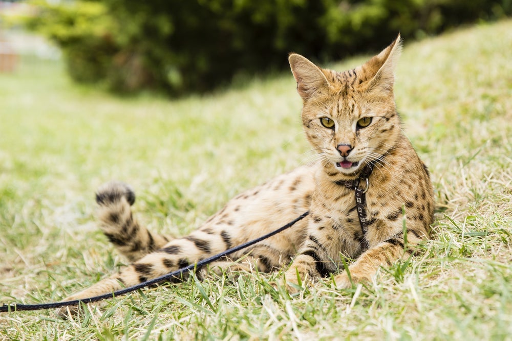 O Savannah é um gato exótico que adora passeios ao ar livre