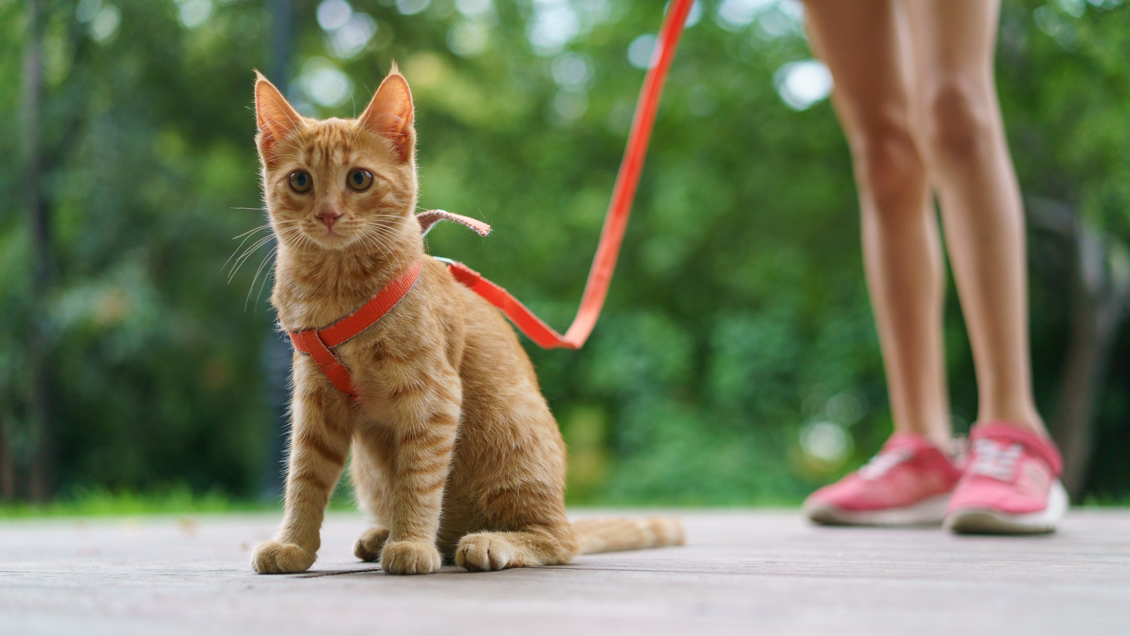 O gato precisa de coleira peitoral para passear
