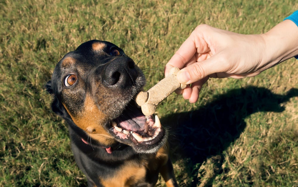 Passear com cachorro: se seu pet se comportar bem, recompense-o com carinhos
